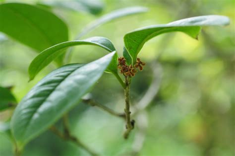 桂花 樹|專題文章:桂花 